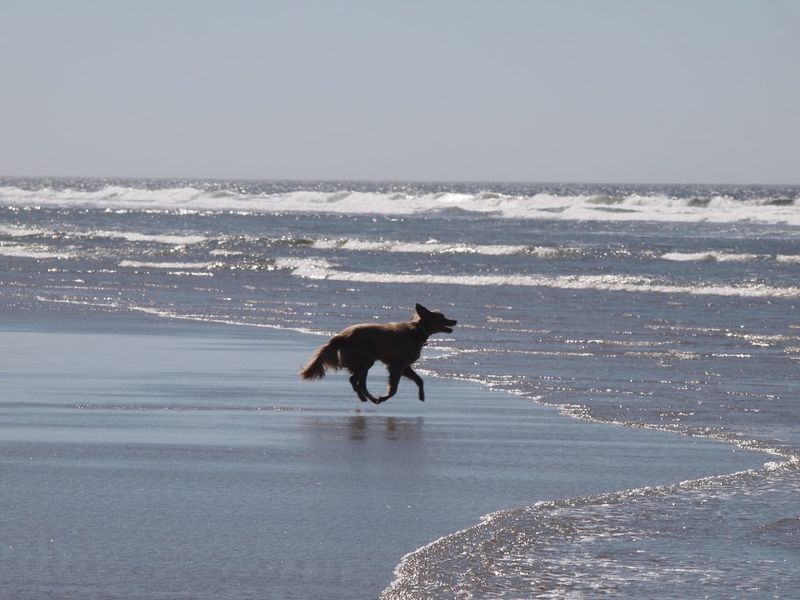 The Beach That Started It All