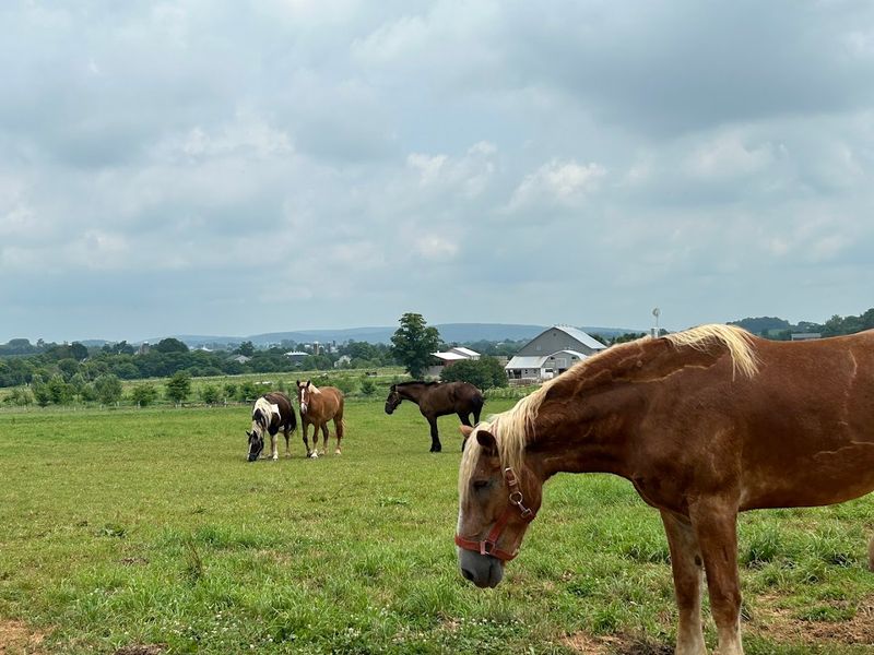 A Pennsylvania Amish Town That Stays In Your Memory