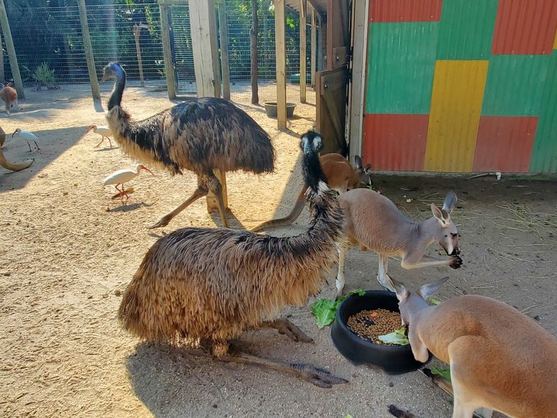 Walking Among Kangaroos In The Australia Section