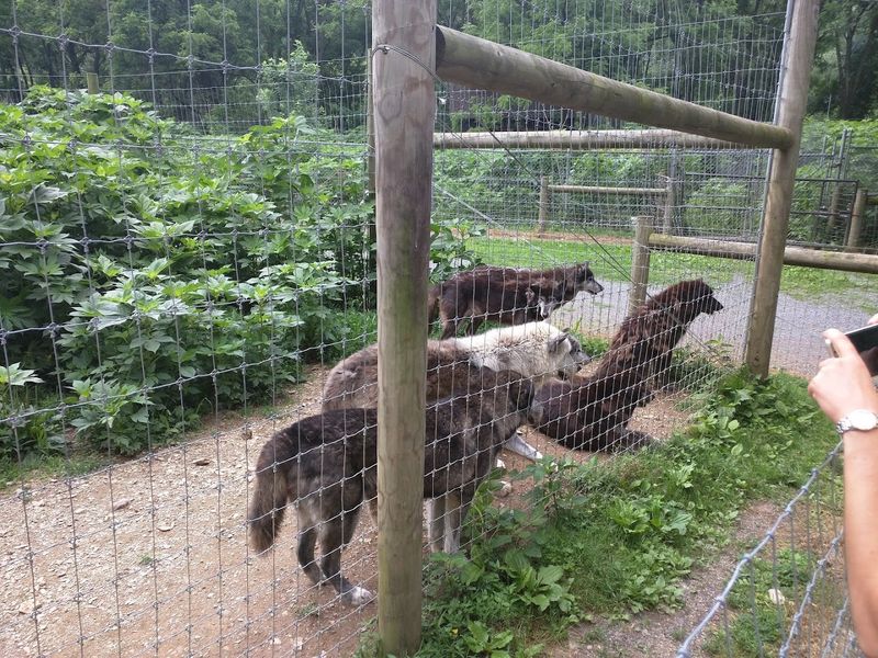 Wolf-Dog Hybrids And Their Unique World