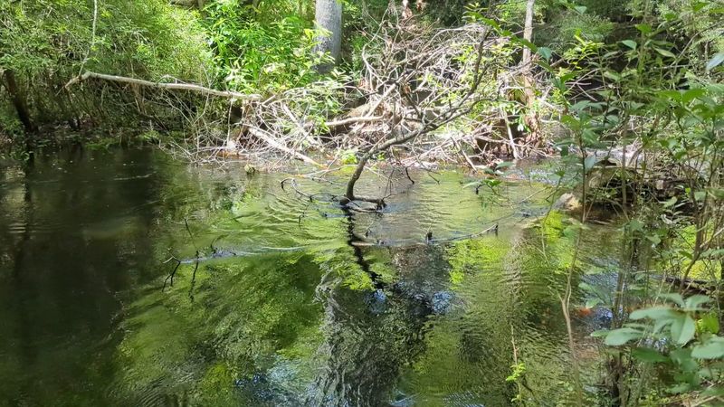 The Disappearing Stream: Nature's Magic Trick