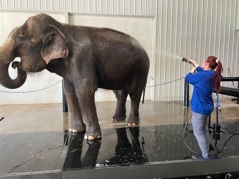 The Private Elephant Encounter