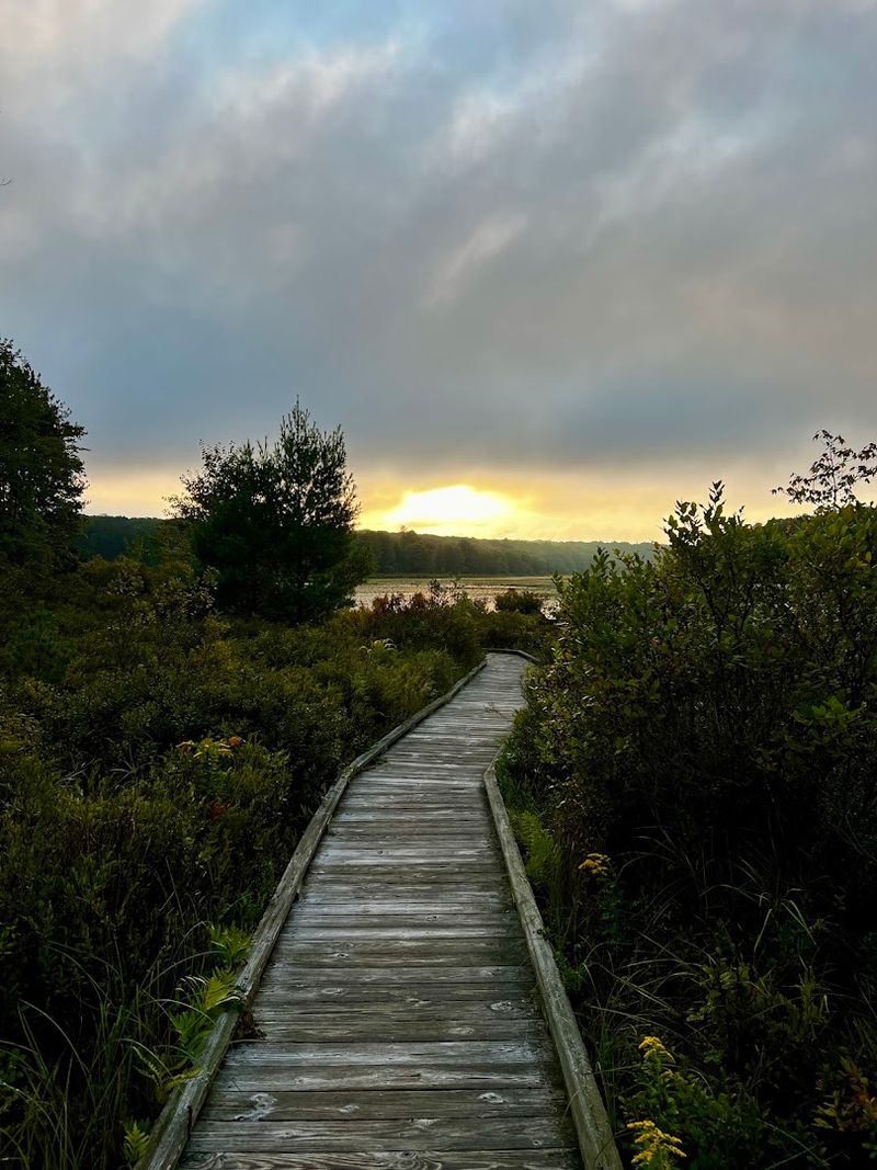 The Bog Ecosystem That Scientists Actually Study
