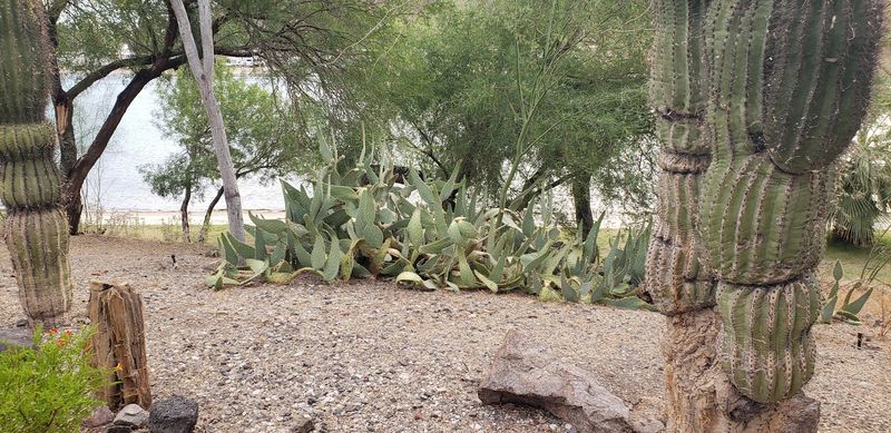 The Cactus Garden And Desert Tortoise Habitat
