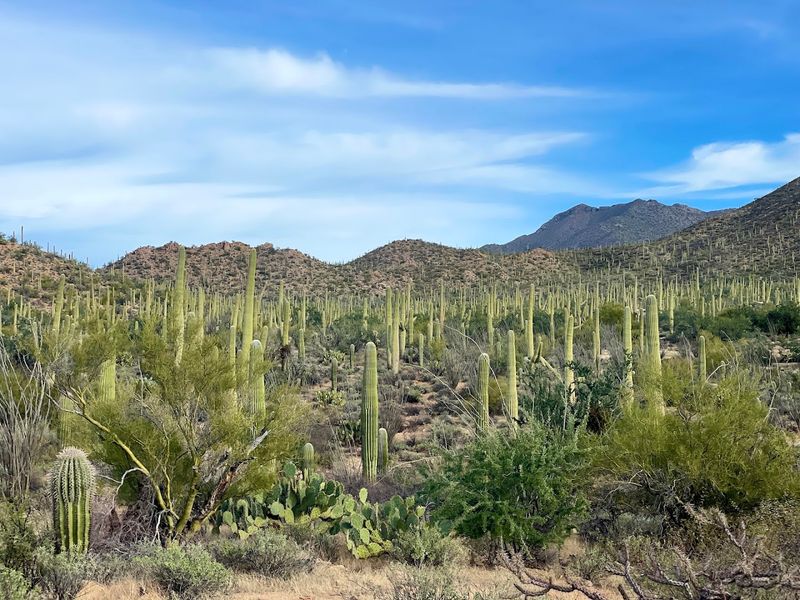 Saguaro National Park
