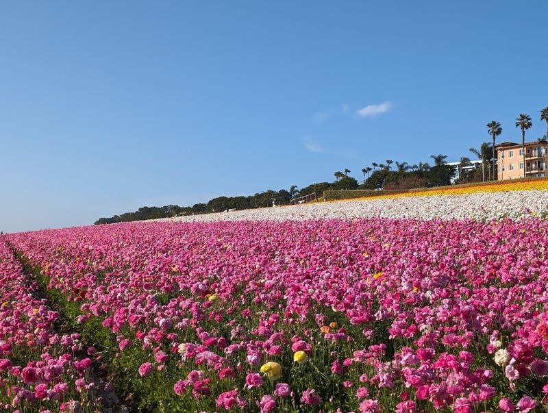Why This Flower Field Stands Apart From Any Other In California