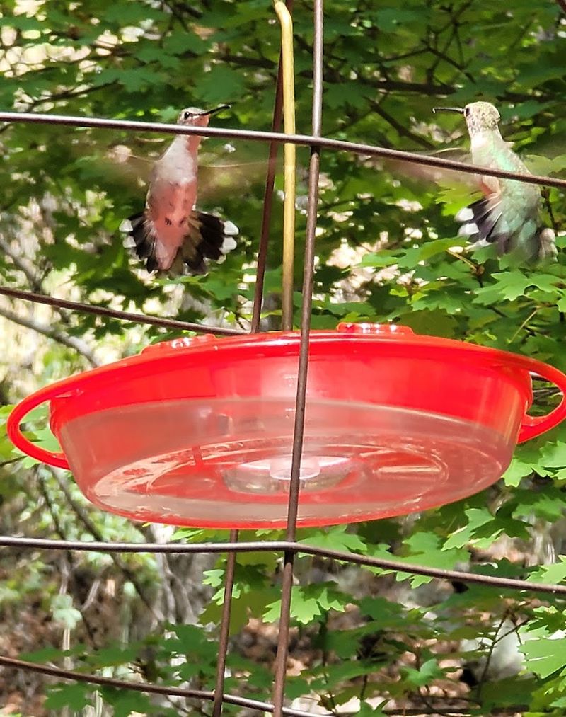 The Most Common Hummingbird Species In The Area