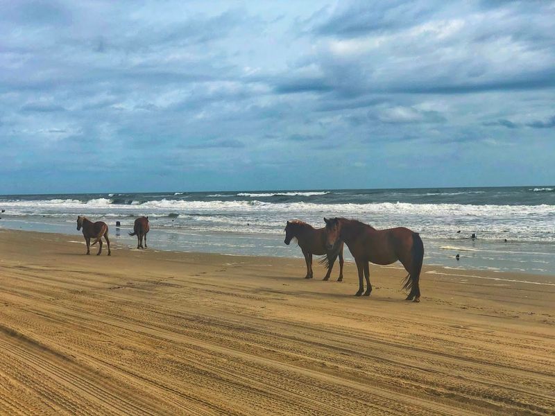 The Wild Horses Of Currituck Banks