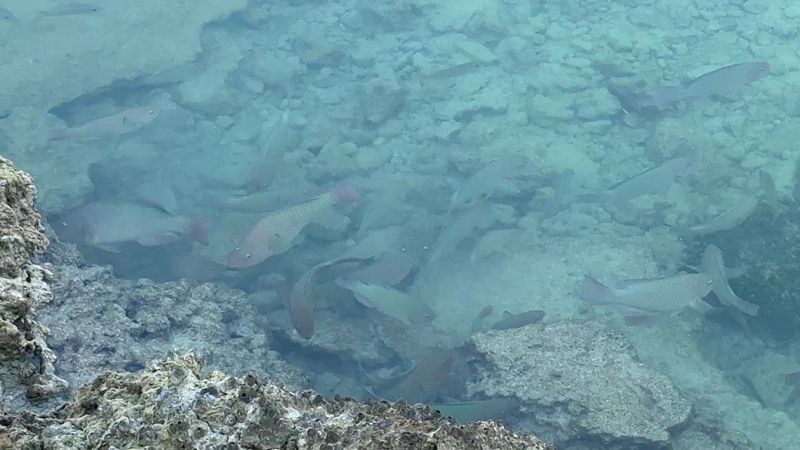 Wildlife Encounters You Simply Cannot Plan For