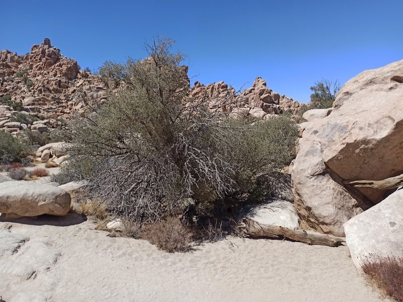 Wildlife That Shares The Trail Without Much Fuss