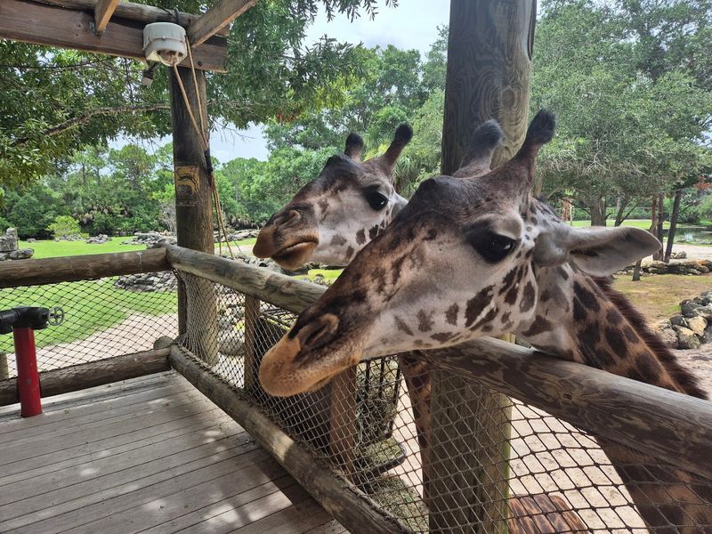 Getting Up Close At The Giraffe Feeding Platform