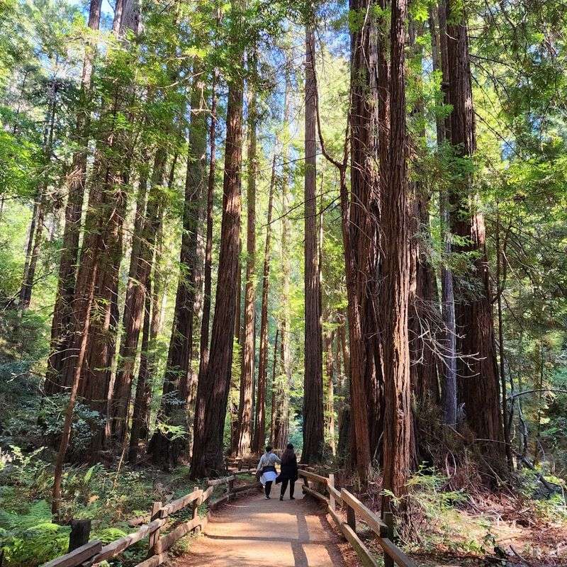 Muir Woods Main Trail