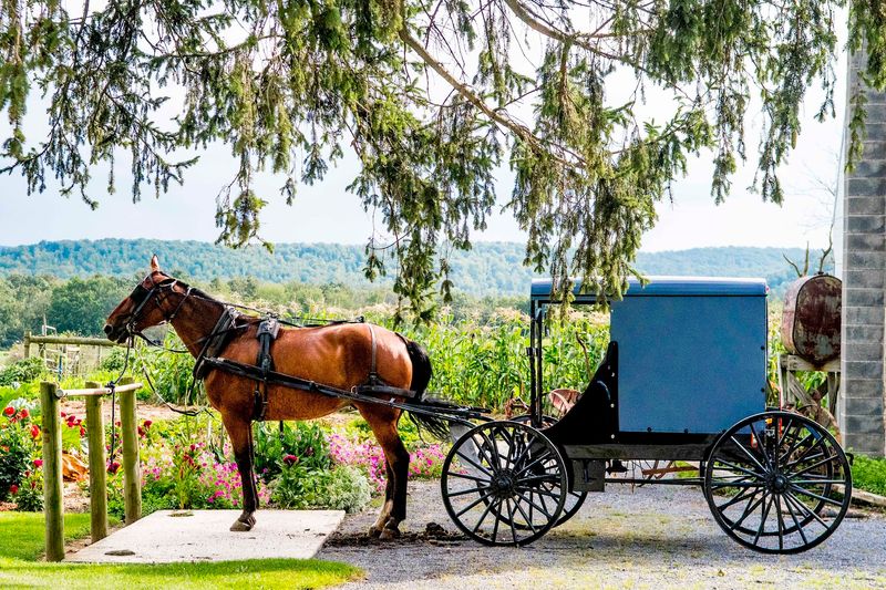 Experiencing Daily Life And Community Traditions