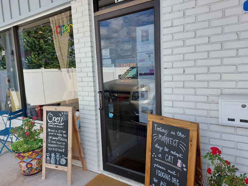 What Is A Cat Cafe And Why Everyone Is Talking About It