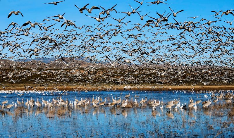 Bosque Del Apache National Wildlife Refuge