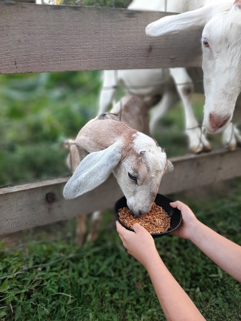 Why This Restaurant Captures Ohioans Hearts