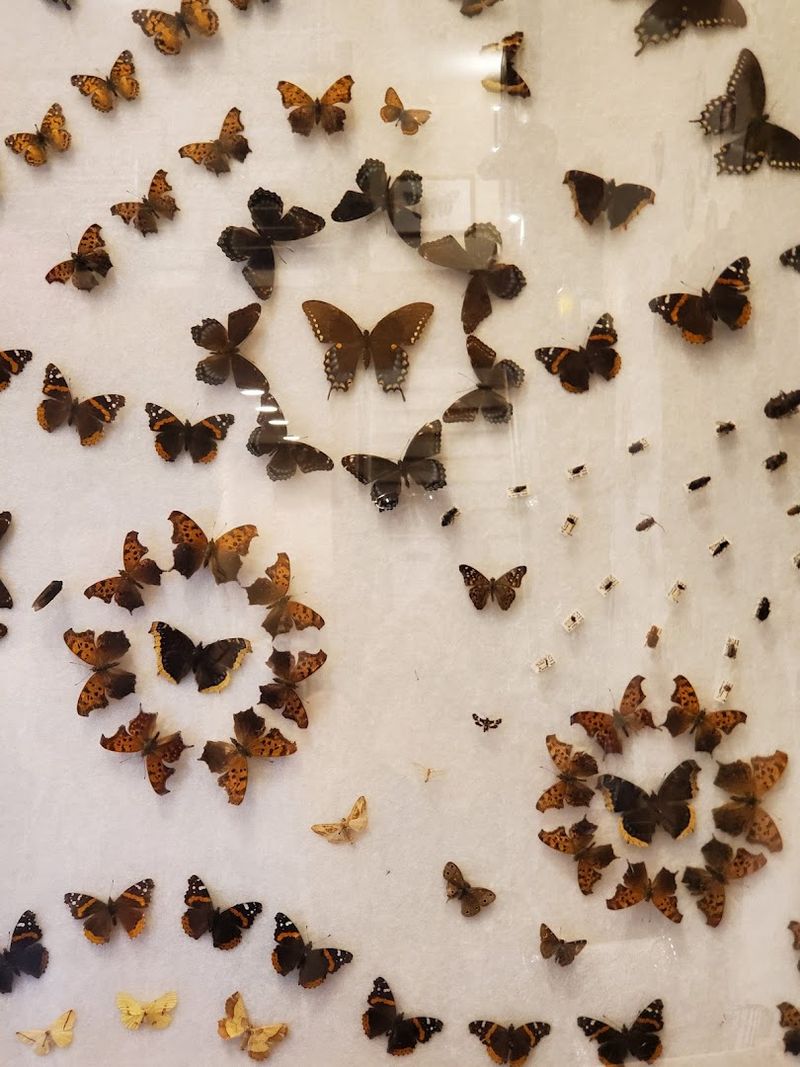 Pinned Specimens And Tiny Masterpieces