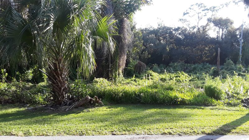 The Tornado Of 2024 And The Trees That Bounced Back