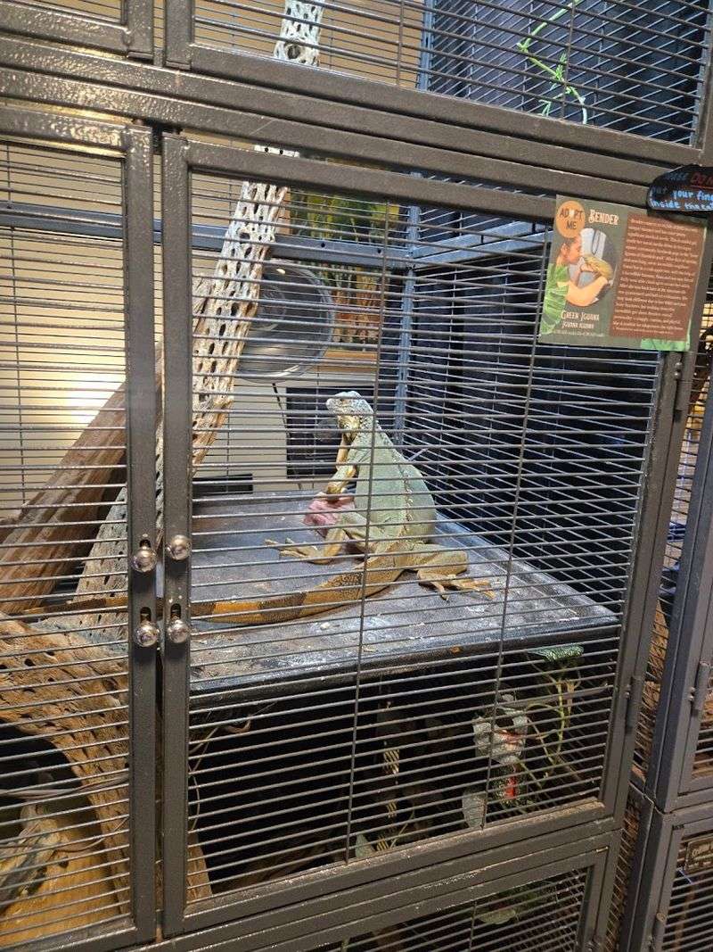 Live Animals Keep It From Feeling Static