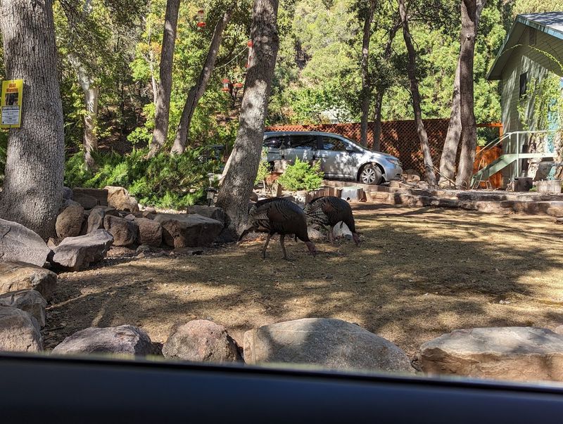 Why Birdwatchers Keep Coming Back