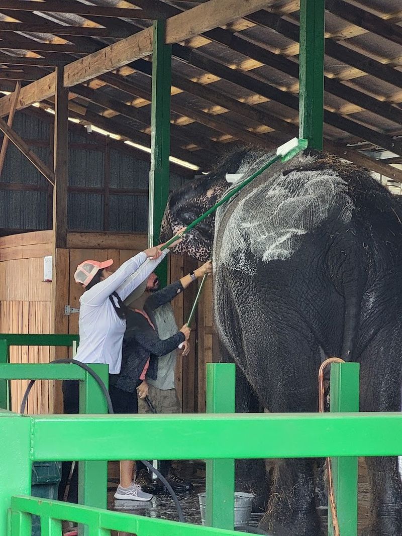 The Elephant Spa Experience