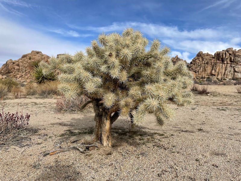 Joshua Trees Up Close And Personal
