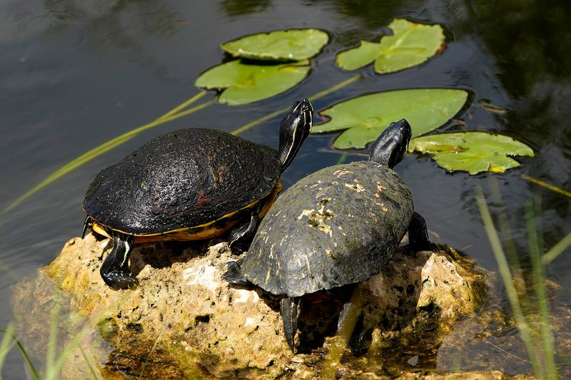Wading Birds And Wildlife That Will Stop You Mid-Pedal
