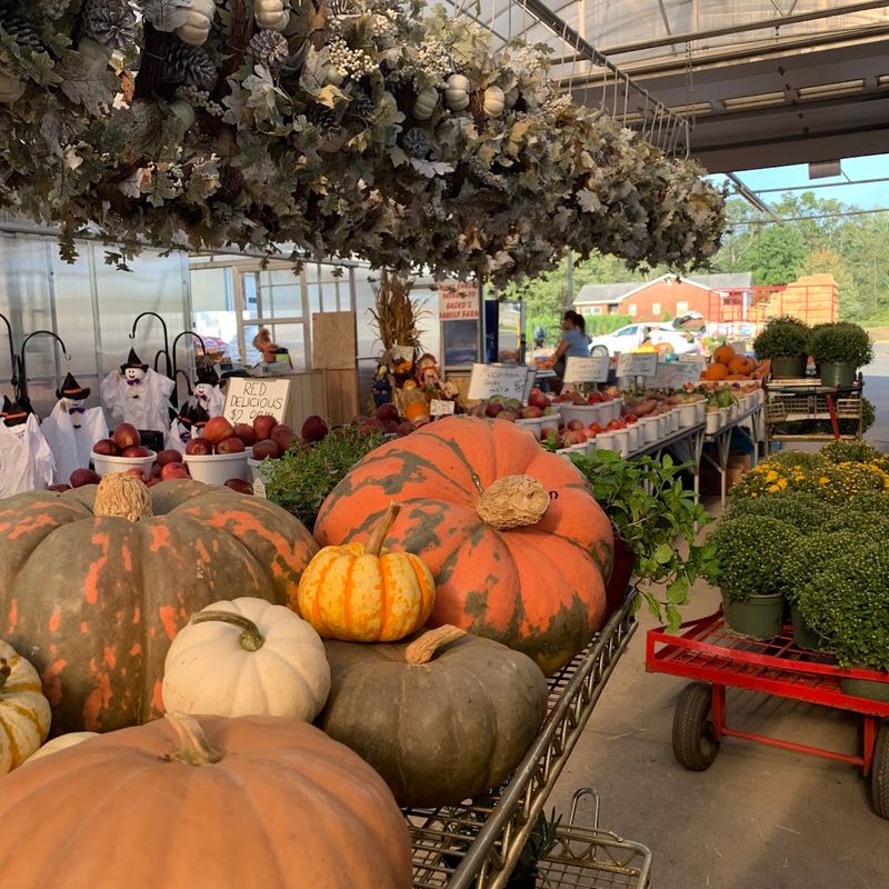 Fall Mums And Pumpkins: A Seasonal Tradition