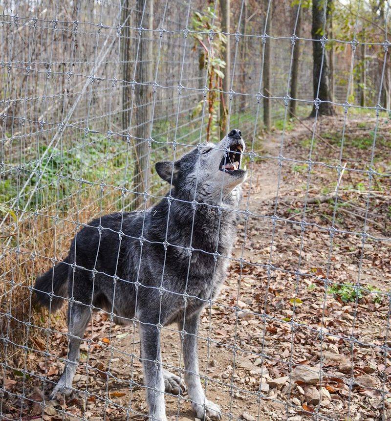 Planning Your Visit To Speedwell Forge