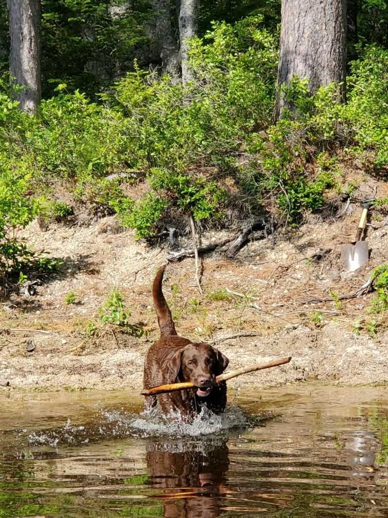 Wildlife You Might Spot Around The Lake