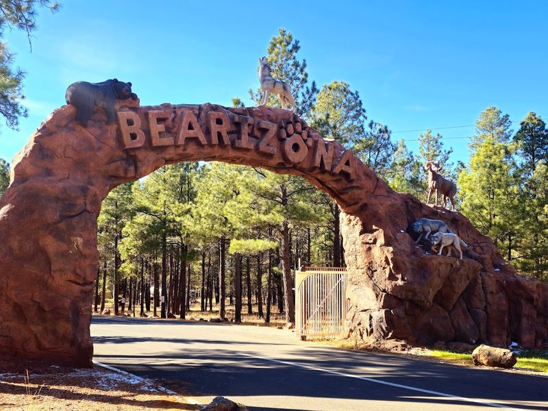 The Thrill Of A Drive‑Through Safari