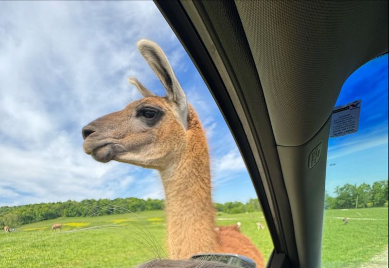 The Drive-Through Safari Adventure