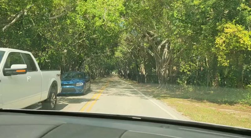 Walking And Biking Through The Canopy