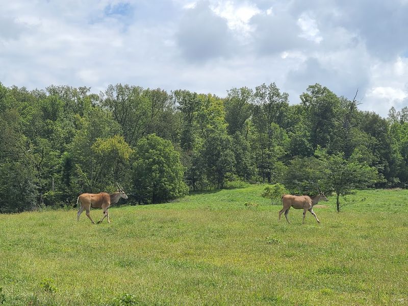 The Wagon Tour Experience