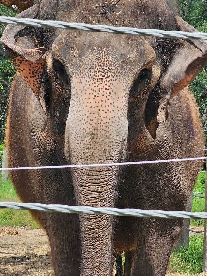 Meet The Elephants Themselves