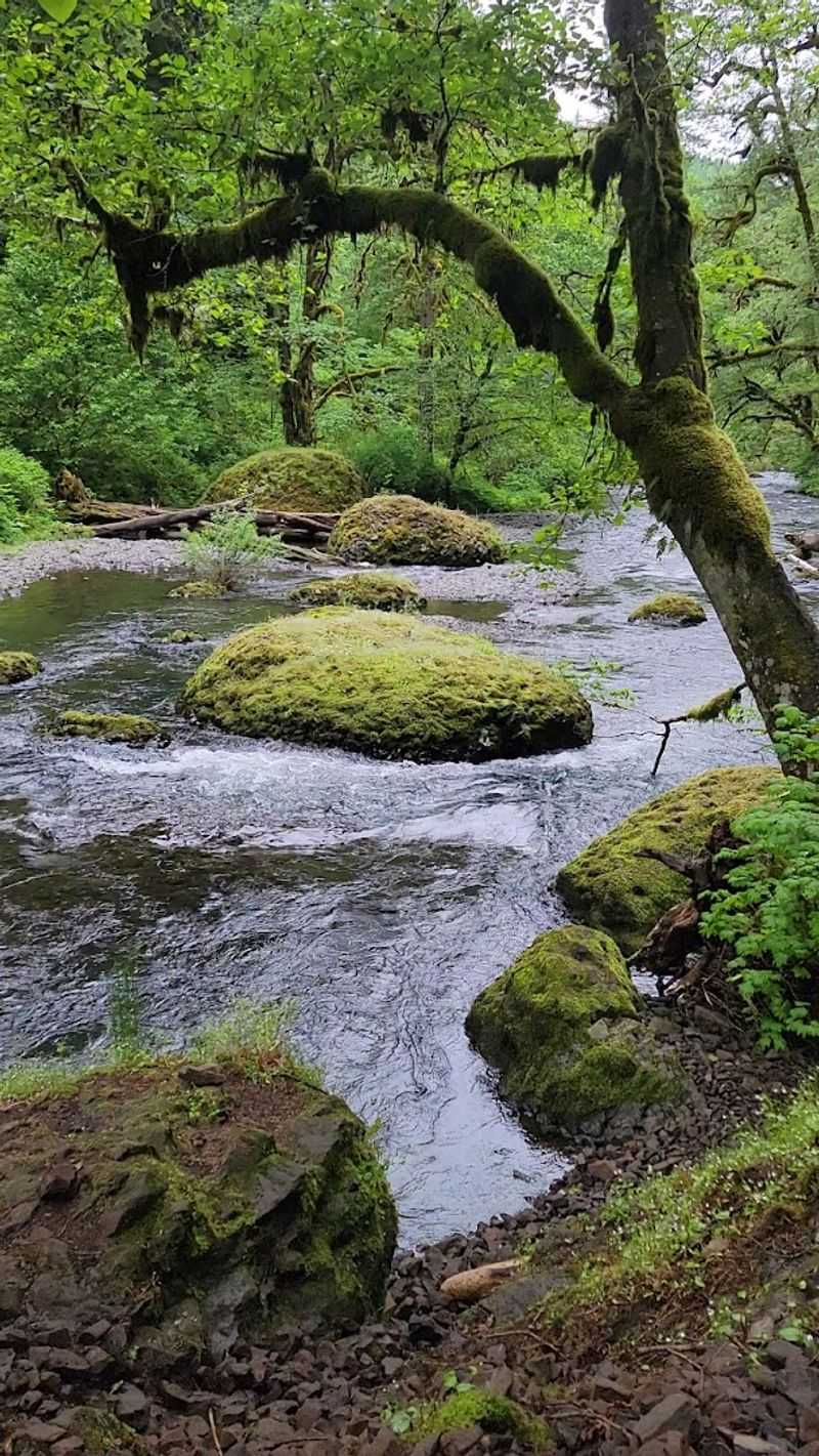 Wildlife And Plant Life Along The Creek