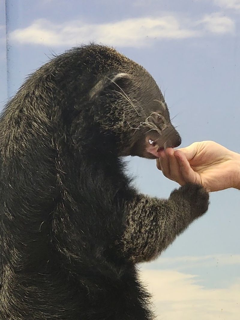 Otter And Specialty Animal Encounters