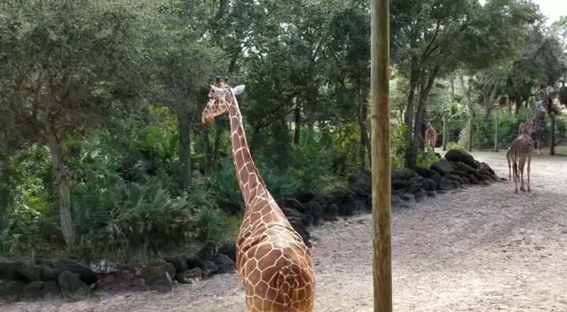 The Wooden Boardwalks And Natural Habitat Design