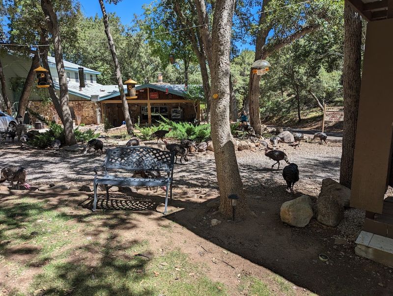 Best Spots For Observing Hummingbirds