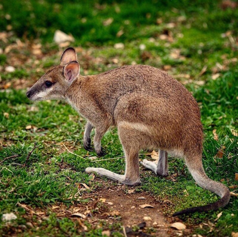 The Roo And Crew Building