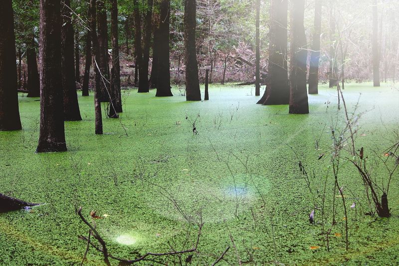 Wildlife You Might Spot Along The Way