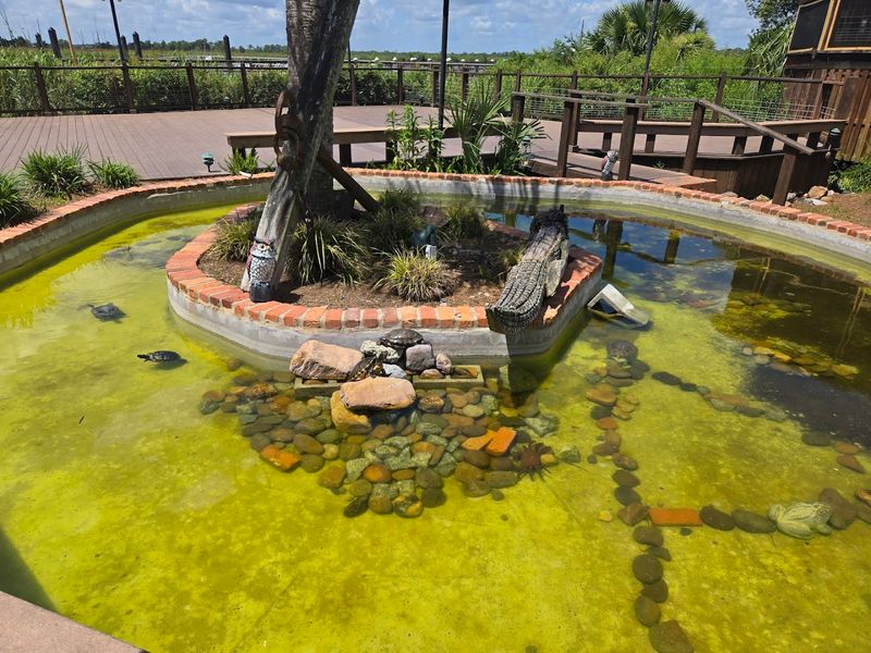 The Turtle Pond Surprise