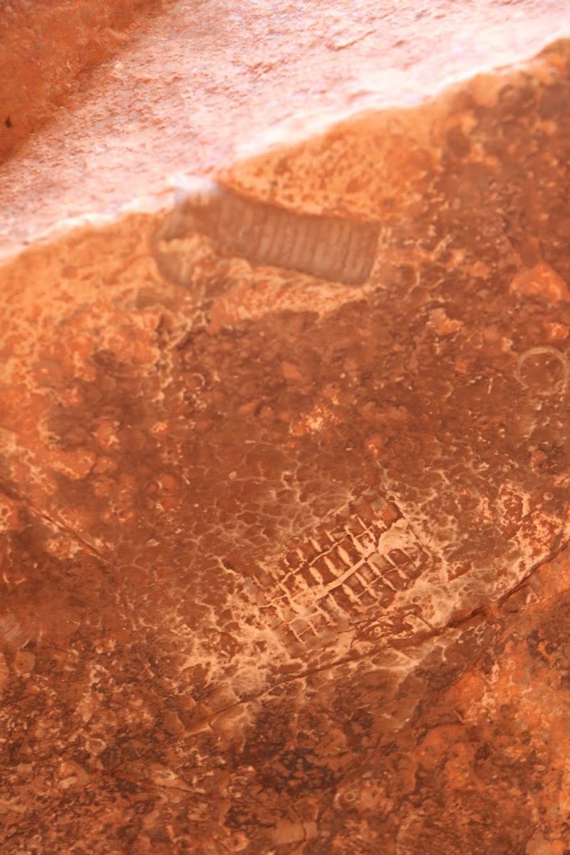 Fossils Hidden In Plain Sight