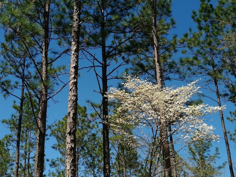 What Makes Sinkholes Form Here