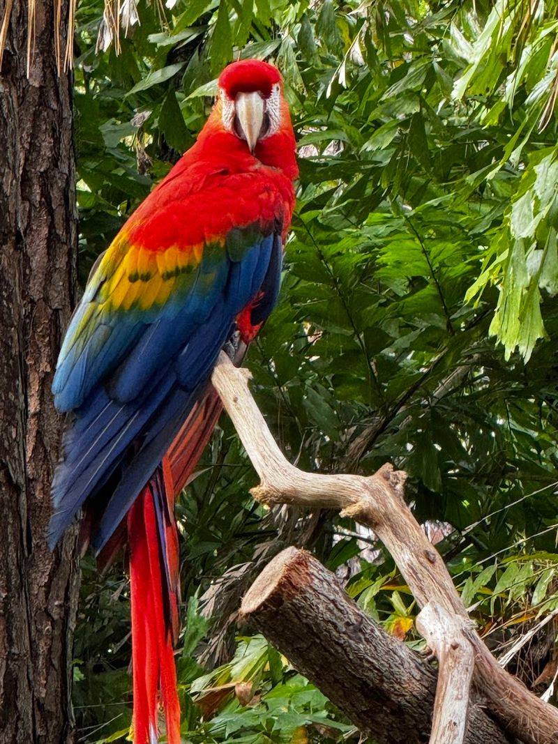Feeding Birds In The Aviary