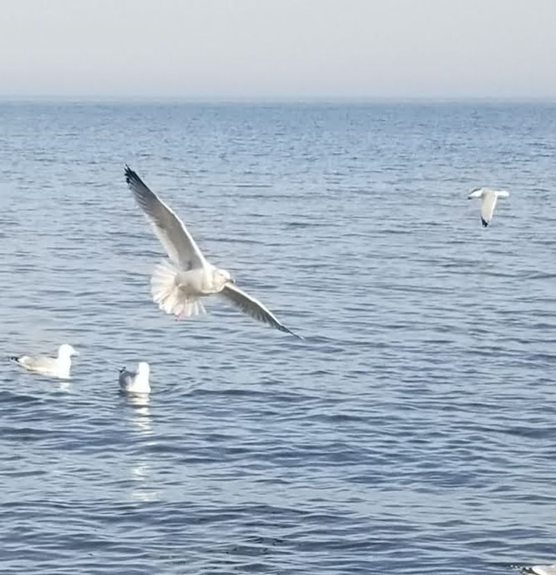 Spotting Wildlife Along The Quiet Shoreline