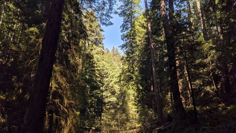 Camping Among The Redwoods