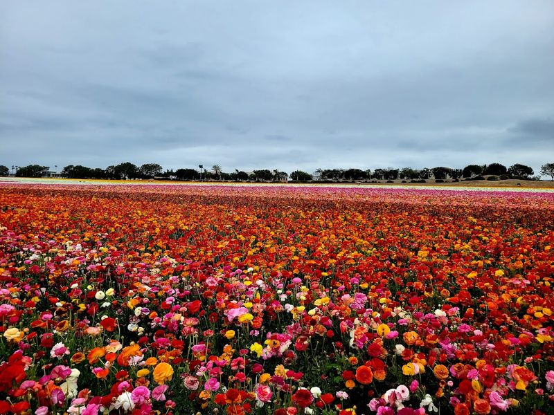 A Sea Of Color That Has To Be Seen To Be Believed