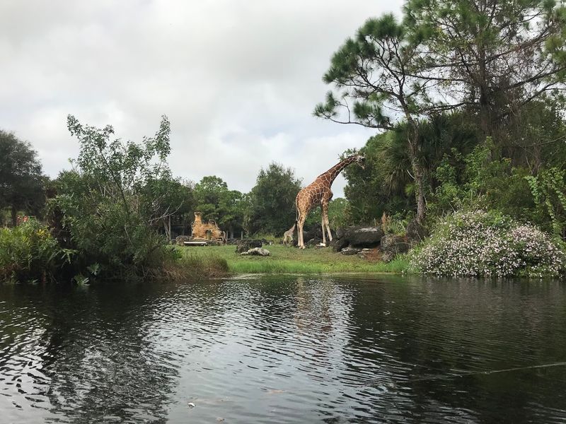Kayaking The Nyami Nyami River Past Giraffes And Zebras