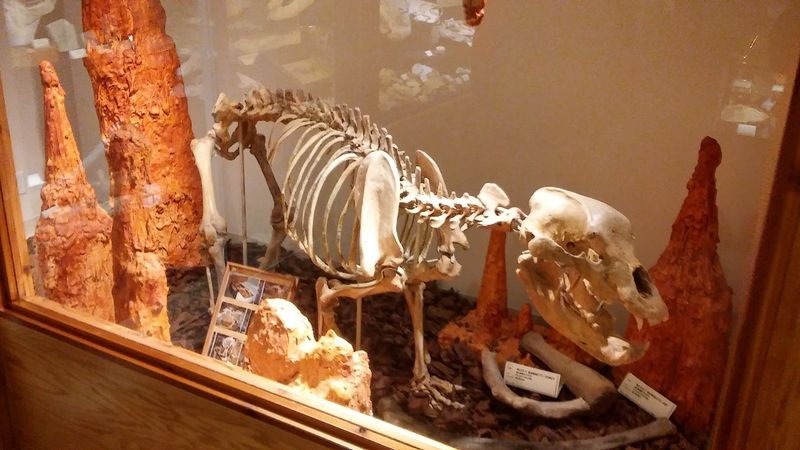 A Small Shop With An Unexpected Prehistoric Surprise Beneath It